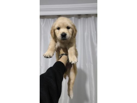 43 günlük golden retriever