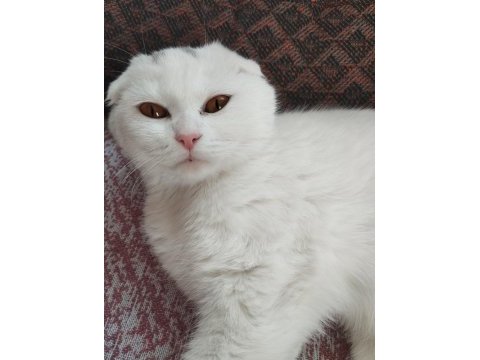 British blue point ve yavrusu scottish fold