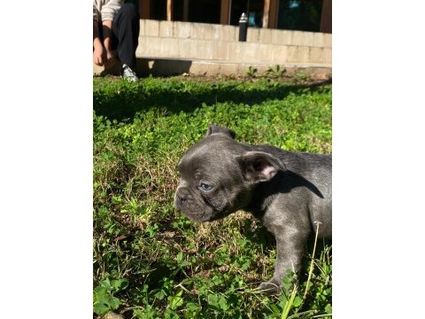 Renkli french bulldog