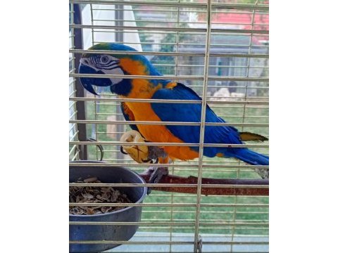 Ara macaw papağanımız
