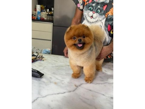 15 aylık kusursuz erkek teddy bear surat pomeranian
