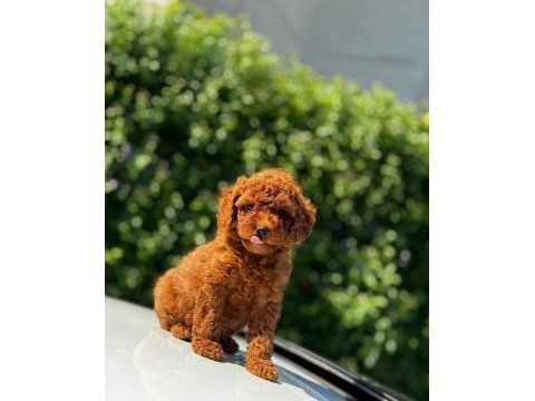 Toy poodle teacup baby yavrular