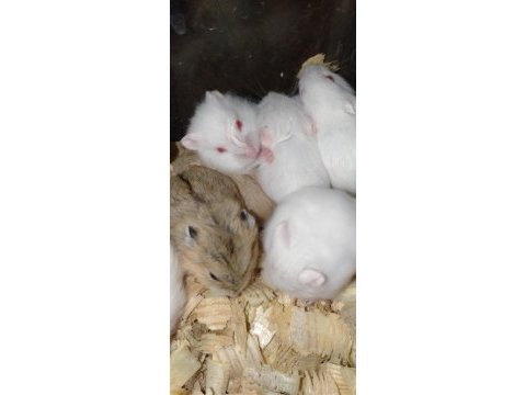 Yavru hamsterlar (istanbul içi teslim yapmaktayız)