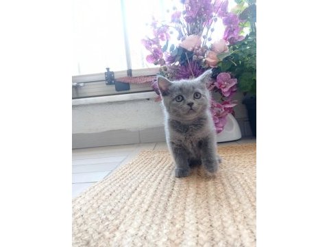 British shorthair yavrular