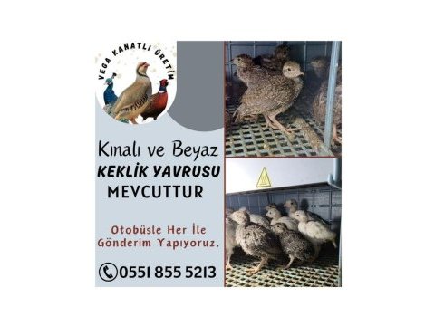 Kınalı keklik ve beyaz keklik yavrusu