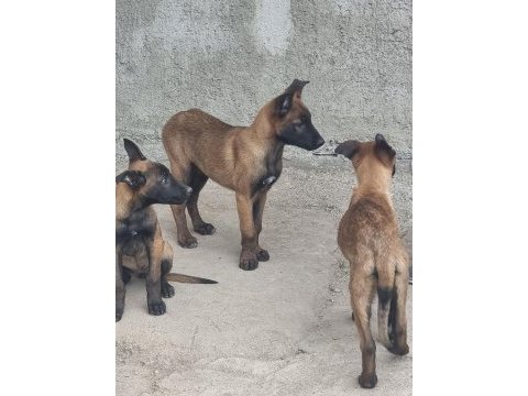 Anne altından rezerve belçika kurdu yavrular