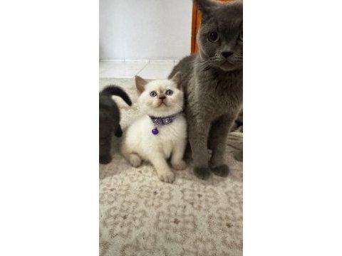 British blue point 1,5 aylık gri beyaz lila yavru