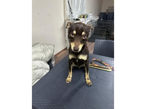 Pinscher temel itaat eğitimi mevcuttur