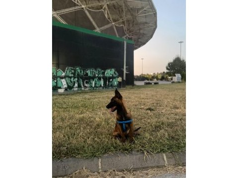 3 aylık dişi belçika malinois