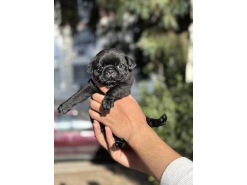 A kalite pug mops yavrular