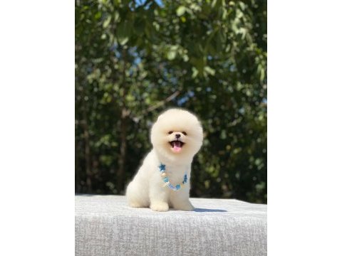 Show class orjinal ayı surat pomeranian boo yavrularım