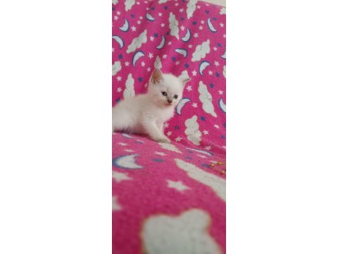 Sağlıklı kuru mama ve tuvalet eğitimi tamam kedimiz