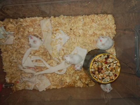 Ele alışkın albino gonzales hamster