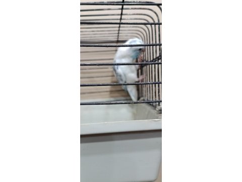 Pied erkek forpus cep papağanı