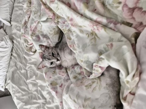 Ücretsiz british shorthair 1 yaşında