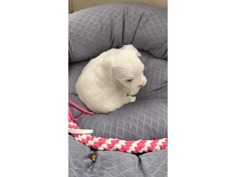 2 aylık maltipoo sıfır numara