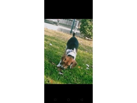 15 aylık güzeller güzeli beagle kraliçem saf kan