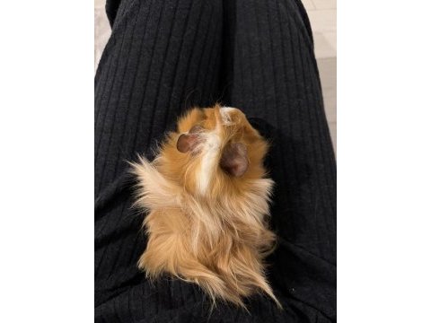 Çift guinea pig