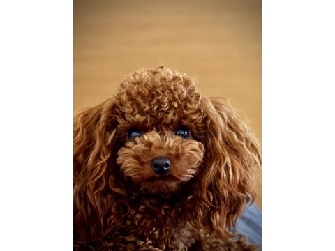 Red toy poodle bebekler
