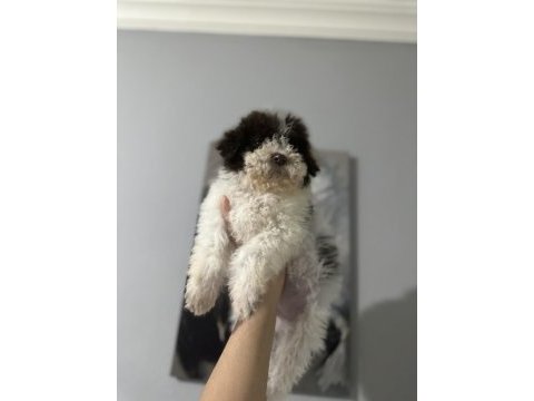 Normaline göre daha minik boy lagotto bebekler