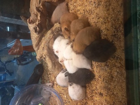 Sibirya hamster