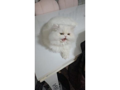 Beyaz scottish fold erkek