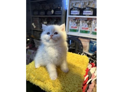 Safkan british shorthair
