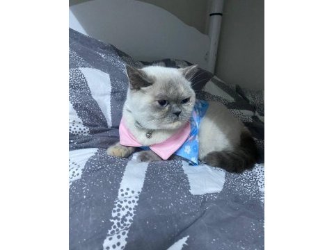 British shorthair sütlacımıza yuva arıyoruz
