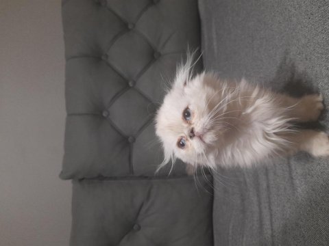 Scottish fold blue point yavrumuz
