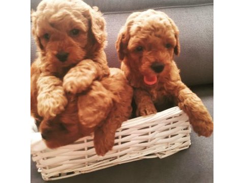 Anne altından poodle