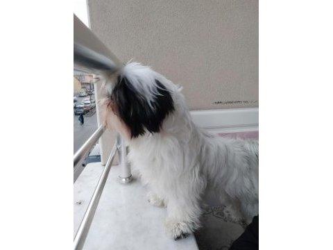 Shih tzu kızımız lila ailesini arıyor