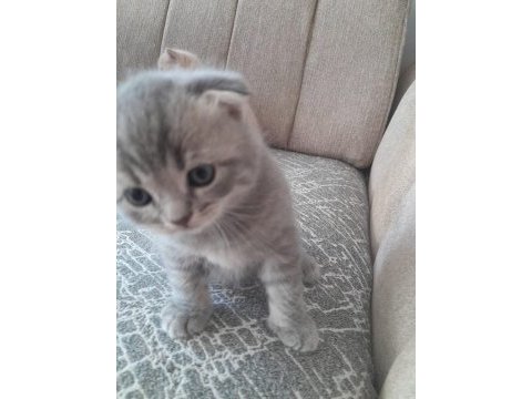 Satılık cins kediler