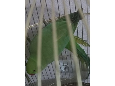 Yavru pakistan papağanı