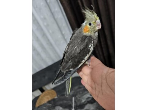 Sultan papağanı yavruları 2 aylık