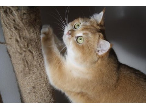 British shorthair bal köpükleri yeni ailelerini arıyor