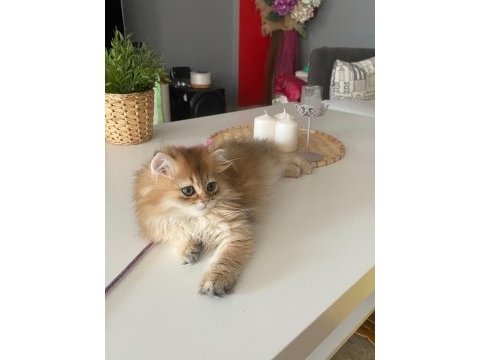 British longhair golden ny11 yavrumuz full şecereli