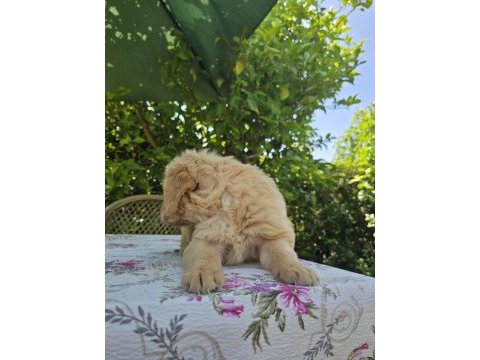 Baby face golden retriever bebeklerimi