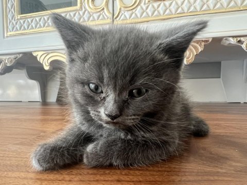 2 aylık erkek british shorthair
