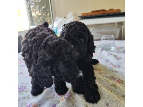 Siyah poodle anne ve yavruları
