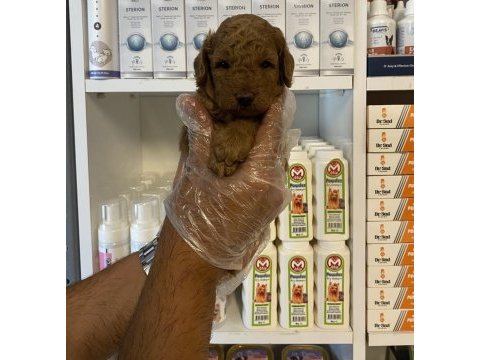 Ruhsatlı çiftlikten poodle yavrularımız