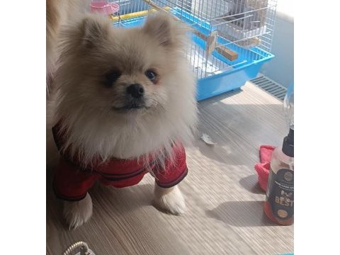 Pomeranian boo en küçük boy uygun