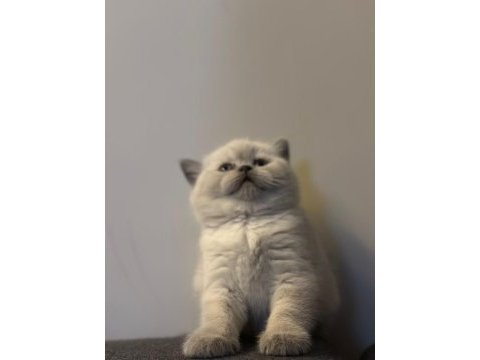 Top kafa british shorthair
