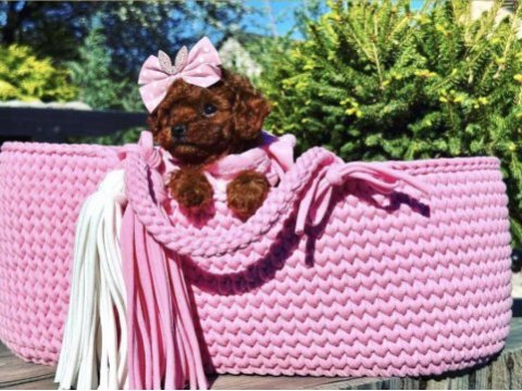 Toy poodle kore ultra minik yavrularımız