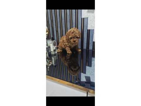 Küçük boy toy poodle değerlendirmeden geçmeyin