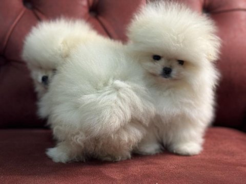 Ankaranın  en özel teddy pomeranian yavruları
