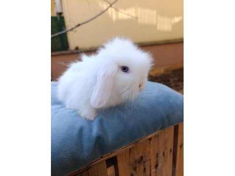 Hollanda teddy lop tavşanı yavrular 34 günlük