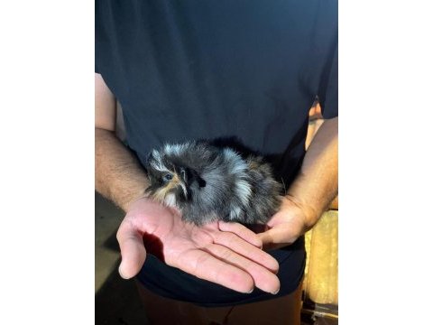 Guinea pig yavruları