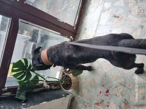 Ücretsiz sahiplendirilecek safkan cane corso