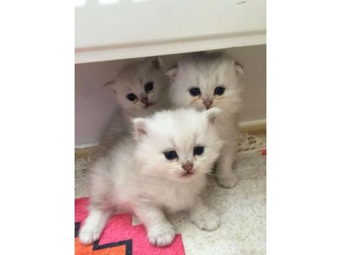 3 aylık erkek chinchilla bebekler