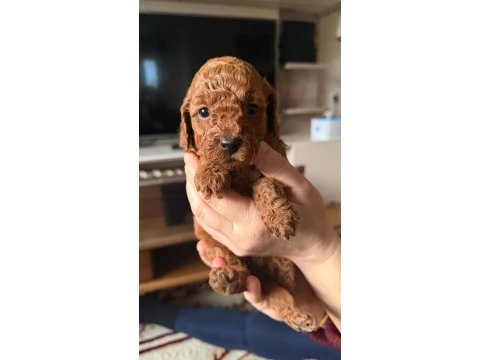Toy poodle yavrular